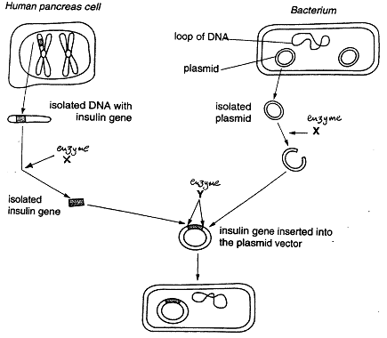 1413_Humans produce insulin from certain cells in the pancreas.png